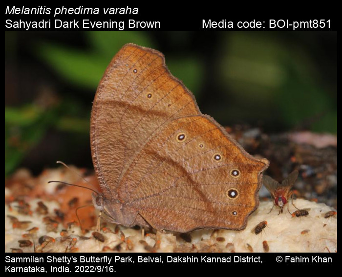 Melanitis phedima